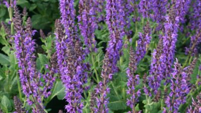 Salvia nemorosa 'Mainacht'