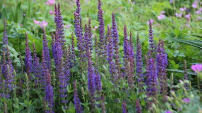 Salvia nemorosa 'Ostfriesland'