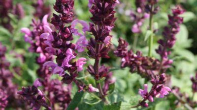 Salvia nemorosa 'Rosakönigin'