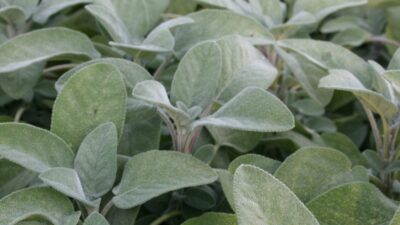 Salvia officinalis 'Berggarten'