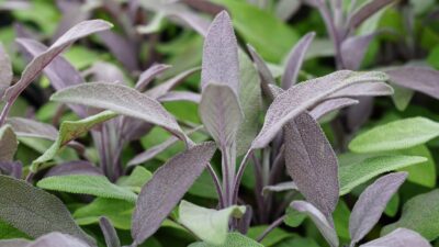 Salvia officinalis 'Purpurascens'