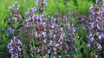 Salvia officinalis
