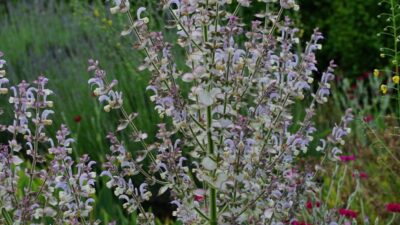 Salvia sclarea