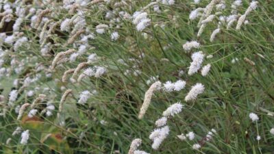 Sanguisorba tenuifolia 'Albiflora'
