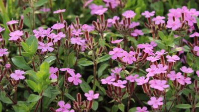 Saponaria ocymoides