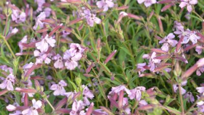 Saponaria x lempergii 'Max Frei'