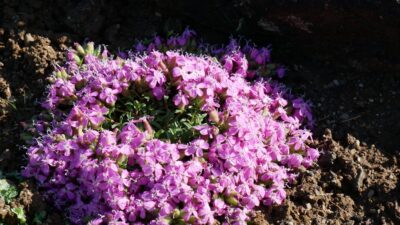 Saponaria x olivana 'Bressingham'