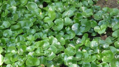 Asarum europaeum