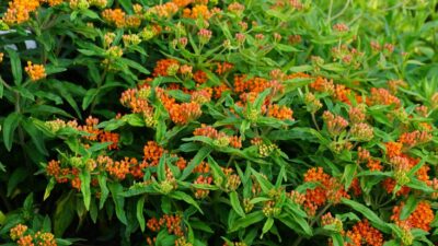 Asclepias tuberosa