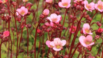 Saxifraga x arendsii 'Blütenteppich'
