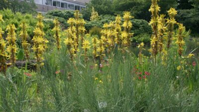 Asphodeline lutea