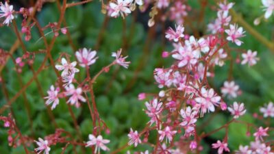 Saxifraga umbrosa