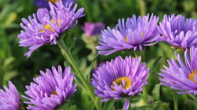 Aster alpinus 'Dunkle Schöne'