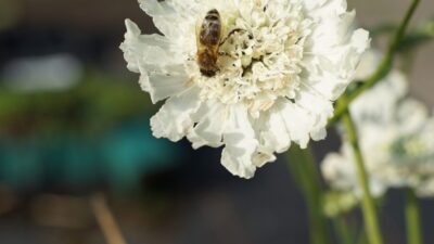 Scabiosa caucasica 'Perfecta Alba'