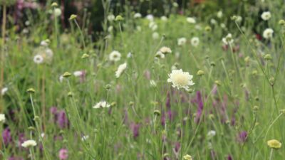 Scabiosa ochroleuca