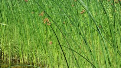 Schoenoplectus lacustris