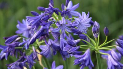 Agapanthus africanus 'Northern Star' ®