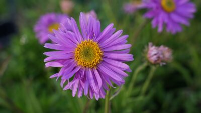 Aster alpinus 'Happy End'