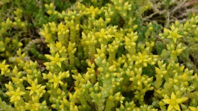 Sedum acre