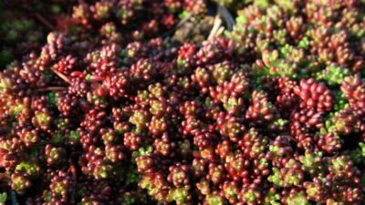 Sedum album 'Coral Carpet'