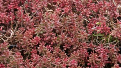 Sedum album 'Murale'