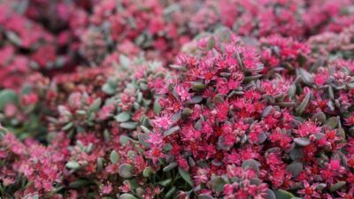 Sedum cauticola