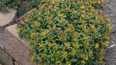 Sedum floriferum 'Weihenstephaner Gold'