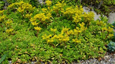 Sedum hybridum 'Immergrünchen'