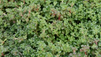 Sedum oreganum