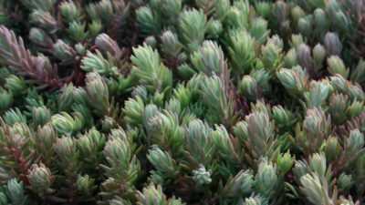 Sedum reflexum