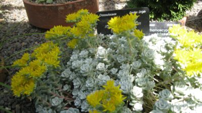 Sedum spathulifolium 'Cape Blanco'