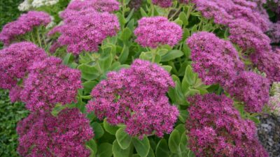 Sedum spectabile 'Brillant'