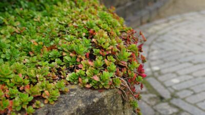 Sedum spurium 'Album Superbum'