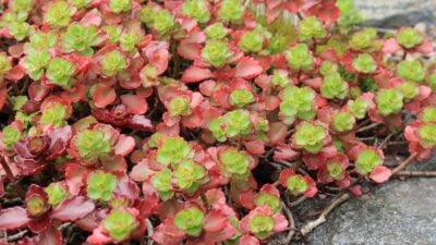 Sedum spurium 'Fuldaglut'