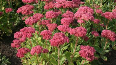 Sedum telephium 'Herbstfreude'