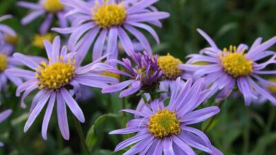 Aster amellus 'Dr. Otto Petschek'