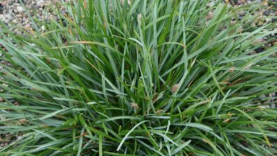 Sesleria caerulea