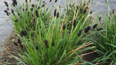Sesleria heufleriana