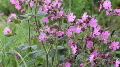 Silene dioica