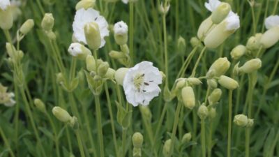 Silene uniflora 'Weißkehlchen'
