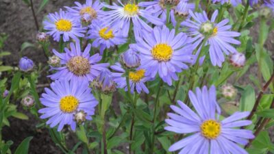Aster amellus 'Rudolf Goethe'