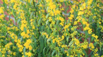 Solidago caesia