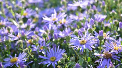 Aster amellus 'Sternkugel'