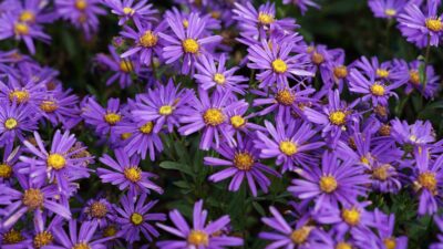 Aster amellus 'Veilchenkönigin'
