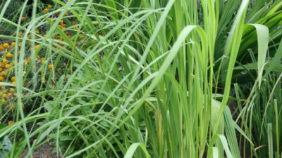 Spartina pectinata 'Aureomarginata'