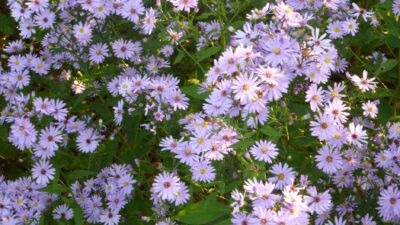 Aster cordifolius 'Ideal'