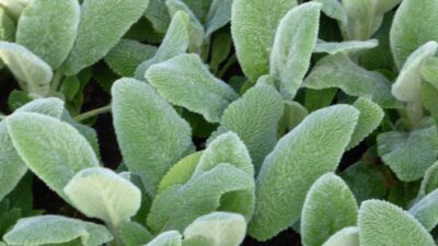 Stachys byzantina 'Silver Carpet'