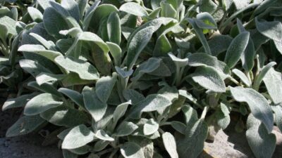 Stachys byzantina
