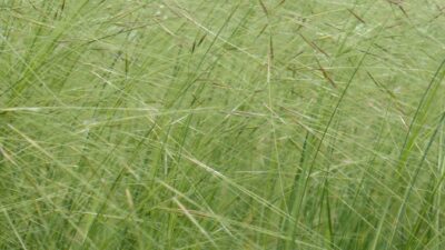 Stipa capillata