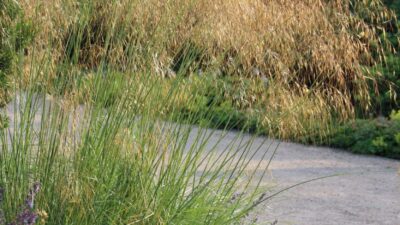 Stipa gigantea